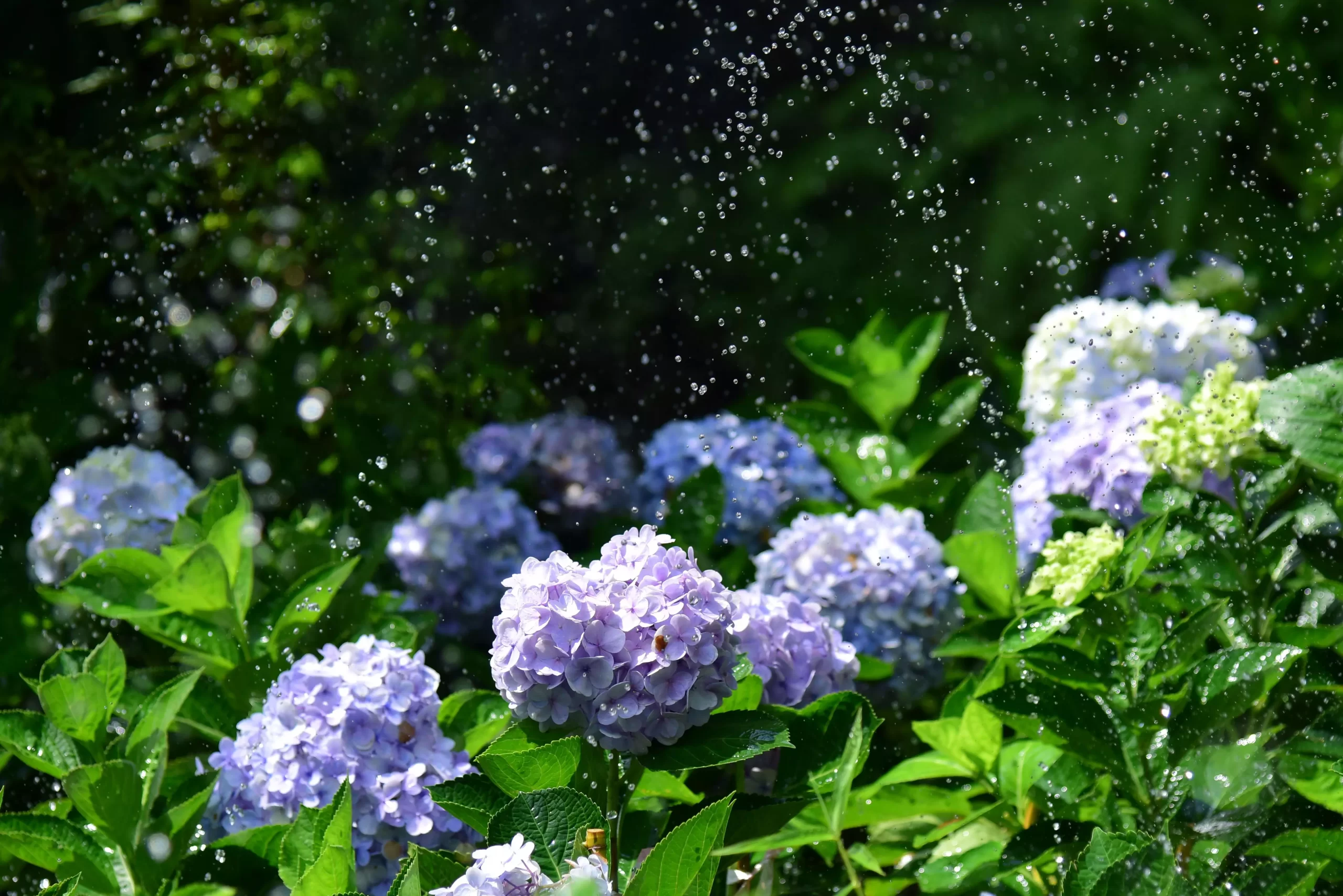 日本6月活動|祭典與花火
