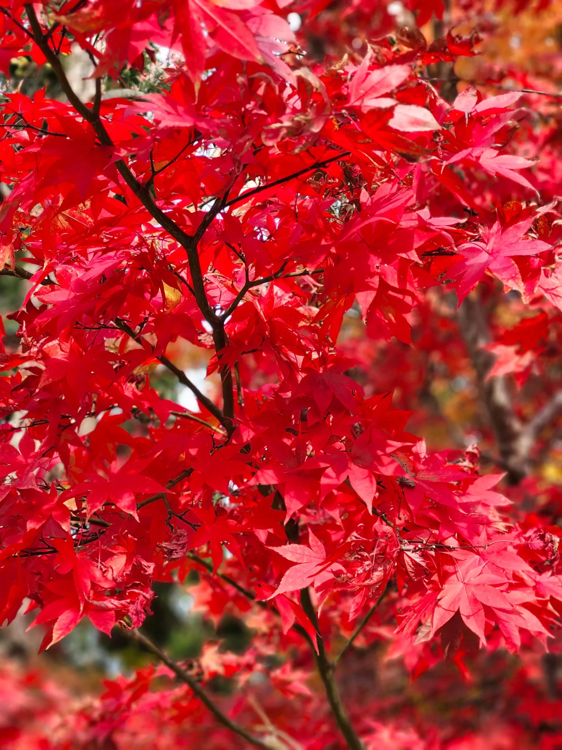日本9月活動|祭典與花火